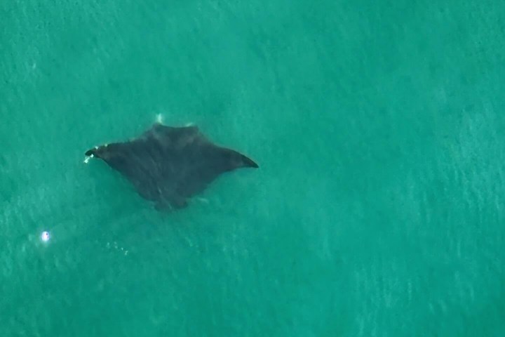 A manta ray swims in clear turquoise water.